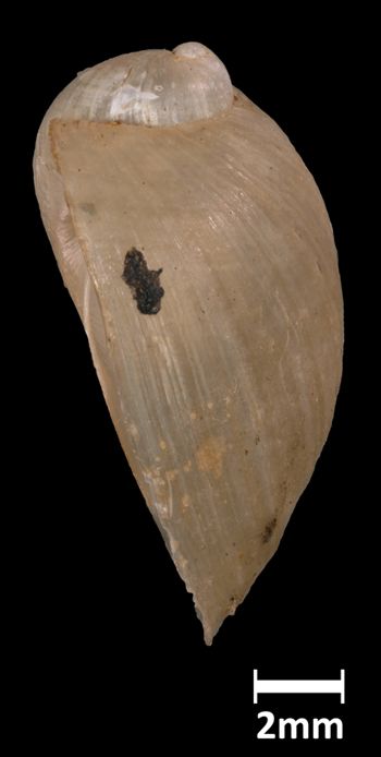 Media type: image;   Malacology 169114 Aspect: lateral